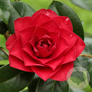 Camellia wil. 'Les Jury' 60-70 cm 5,0L