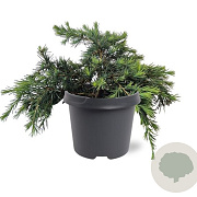 Cedrus deod. 'Feelin' Blue' 25-30 cm 5,0L