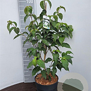 Cornus k. 'China Girl' 60-80 cm 5,0L