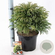 Cryptomeria j. 'Globosa Nana' 30-40 cm 5,0L