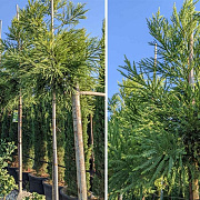 Cryptomeria japonica 'Hongarian Gold' 60-80 cm 5,0L