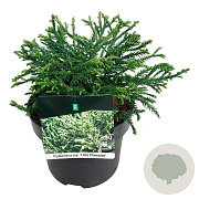 Cryptomeria j. 'Little Champion' 25-30 cm 5,0L