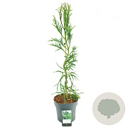 Cryptomeria j. 'Rasen' 80-100 cm 5,0L