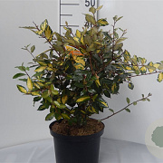 Elaeagnus pungens 'Maculata' 30-40 cm 5,0L
