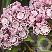 Kalmia lat. 'Ginkona' 30-40 cm 6,5L