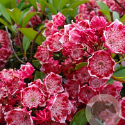 Kalmia lat. 'Kaleidoskop' 30-40 cm 6,5L