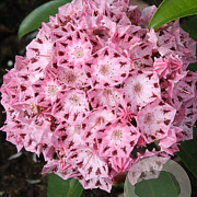 Kalmia lat. 'Moyland' 30-40 cm 4,0L