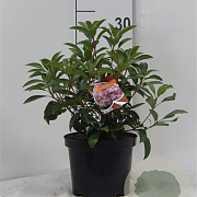 Kalmia lat. 'Moyland' 30-40 cm 6,5L