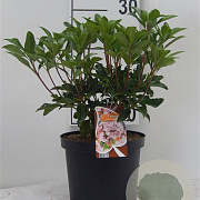 Kalmia lat. 'Olympic Fire' 30-40 cm 6,5L