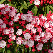 Kalmia lat. 'Ostbo Red' 30-40 cm 4,0L