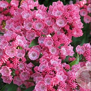 Kalmia lat. 'Schokra' 30-40 cm 4,0L