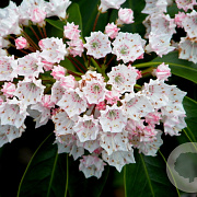 Kalmia lat. 'Zebulon' 25-30 cm 4,0L