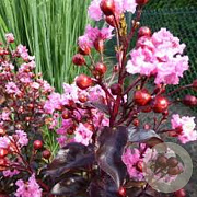 Lagerstroemia indica 'Rhapsody in Pink' 80 cm 10L
