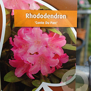 Rhododendron (Y) 'Conte du Parc' 90 cm stam 7,5L