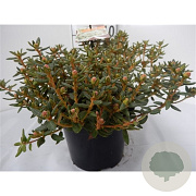 Rhododendron groenl. 'Compactum' 20-25 cm 2,0L