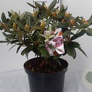 Rhododendron (Y) 'Helene' 25-30 cm 5,0L