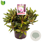 Rhododendron (Y) 'Kalinka' 25-30 cm 5,0L