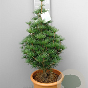 Sciadopitys vert. 'Compacta' 40 cm stam 5,0L