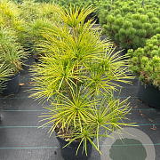 Sciadopitys verticillata 40-50 cm 5,0L