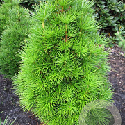 Sciadopitys vert. 'Grüne Kugel' 25-30 cm 5,0L