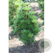 Sciadopitys vert. 'Picola' 30-40 cm 7,5L