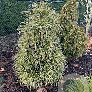 Sciadopitys verticillata 'Shine a Light' 30-40 cm 7,5L