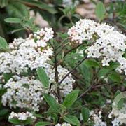 Viburnum burkw. 'Conoy' 40-50 cm 5,0L