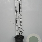 Viburnum bodn. 'Dawn' 80-100 cm 7,5L