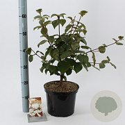 Viburnum carlesii 'Aurora' 40-50 cm 5,0L