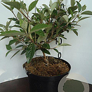 Viburnum 'Eskimo' 30-40 cm 5,0L