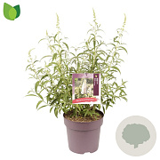 Buddleja d. 'White Profusion' 50-60 cm 10L
