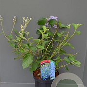Ceanothus del. 'Gloire de Versaille 50-60 cm 10L