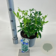 Choisya ternata 20-25 cm 3,0L