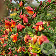 Cytisus 'Killiney Red' 30-40 cm P13