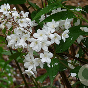 Deutzia lemoinei 30-35 cm 3,0L