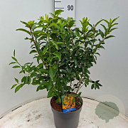 Forsythia int. Minigold 50-60 cm 7,5L