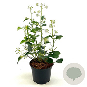 Hedera hel. 'Arborescens' 25-30 cm 3,0L