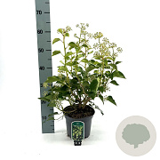 Hedera hel. 'Arborescens' 30-40 cm 5,0L