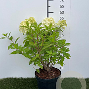 Hydrangea pan. 'Limelight' 25-30 cm 3,0L