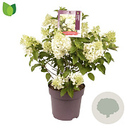 Hydrangea pan. 'Silver Dollar' 50-60 cm 10L