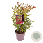 Nandina domestica 50-60 cm 10L