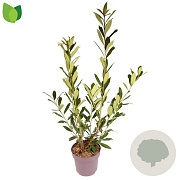 Prunus l. 'Caucasica' 100-120 cm 10L