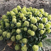 Skimmia j. White Dwarf 10-15 cm P13
