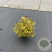 Spiraea jap. 'Genpei' 20-30 cm P13
