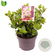 Viburnum tin. Lisarose 25-30 cm 5,0L