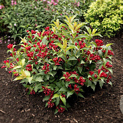 Weigela Cherry Love 30-40 cm 7,5L