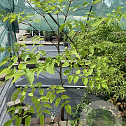 Aralia elata 80-100 cm 2,0L 1 tak