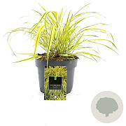 Hakonechloa macra 'Aureola' GM 2,0L