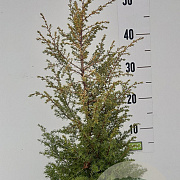 Juniperus comm. 'Gold Cone' 40-50 cm 5,0L