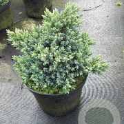Juniperus squamata 'Blue Star' 15-20 cm 3,0L